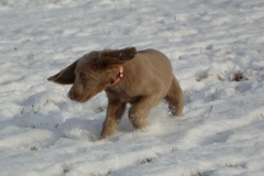 Die kleine Bagheera im Schnee